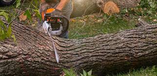 Best Tree Risk Assessment  in Carbonville, UT